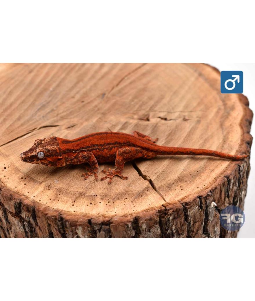 Rhacodactylus auriculatus Red stripe Mâle 2026
