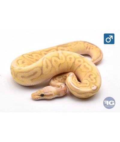 Python regius Banana Pewter Mâle 2025