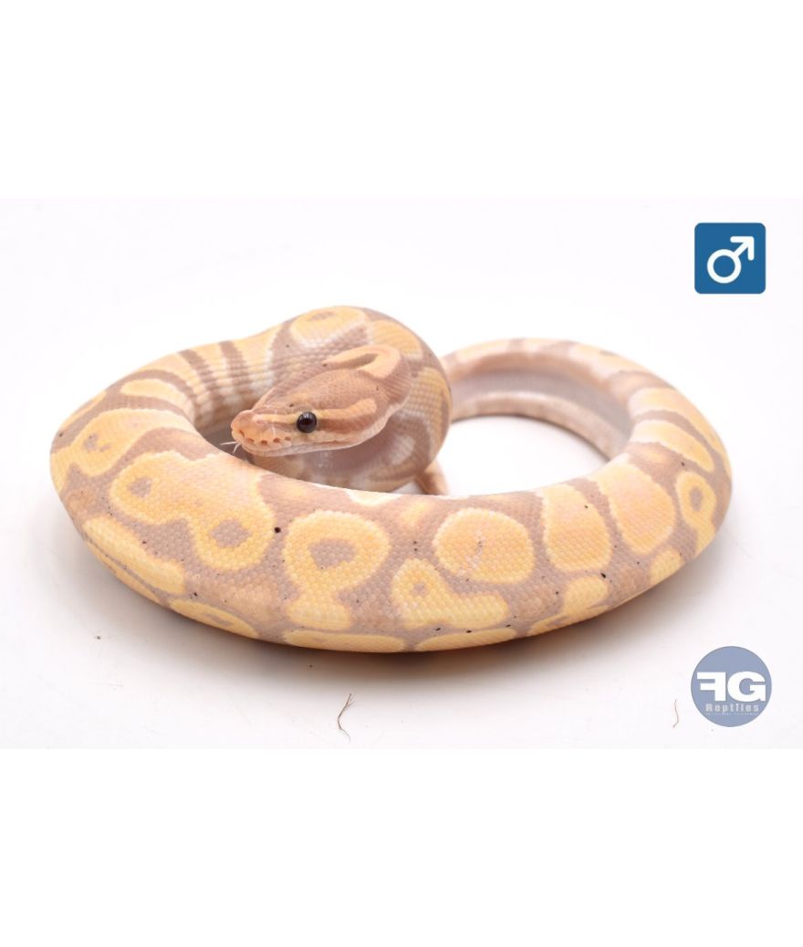 Python regius Banana Mâle 2025