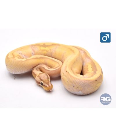Python regius Banana Pastel Piebald Mâle 2025
