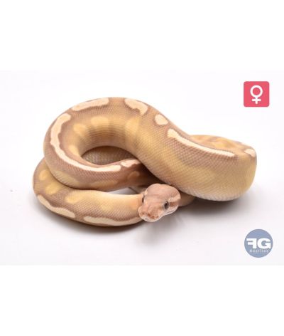 Python regius Banana Mojave GHI Femelle 2025