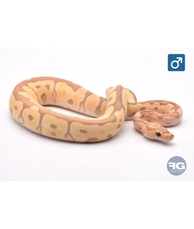 Python regius Banana Clown Mâle 2025