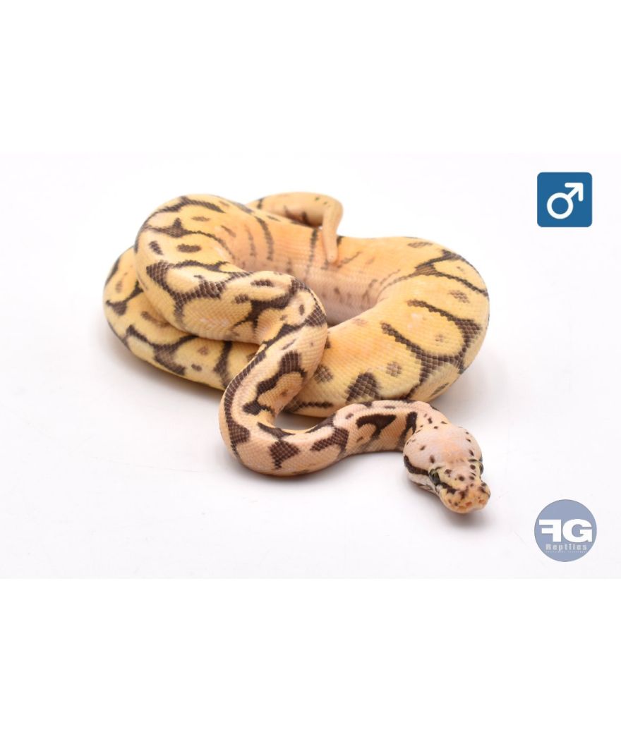 Python regius Killer Bee Mâle 2025