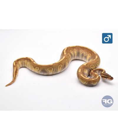Python regius Enchi Butter Stranger Mâle 2024