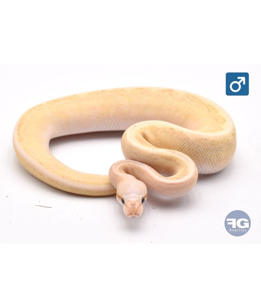 Python regius Vanilla Cream Pinstripe Mâle 2025