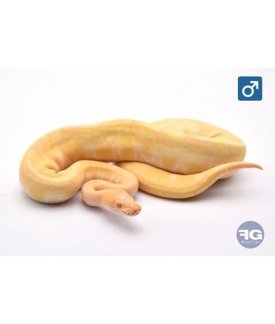 Python regius Albinos Enchi Mâle 2024