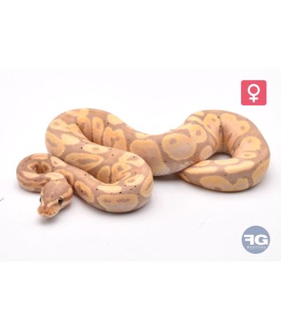 Python regius Banana Femelle 2025
