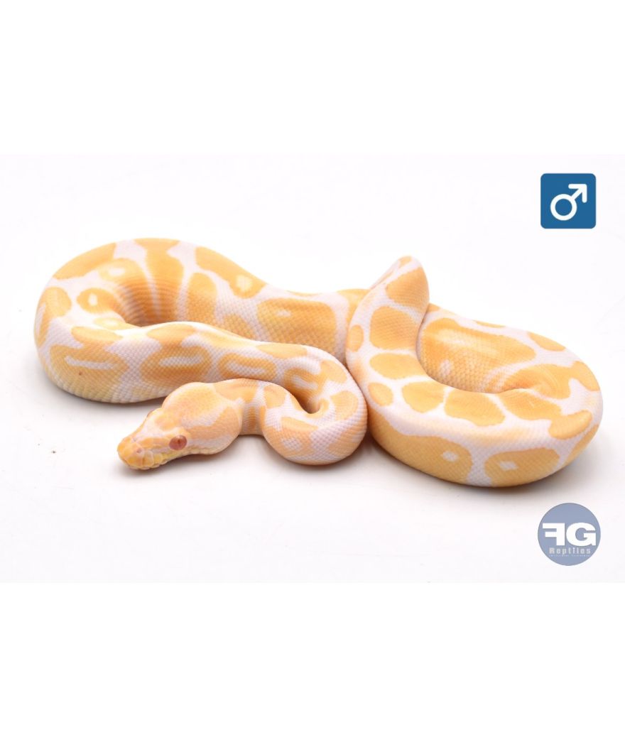 Python regius Albinos Mâle 2025