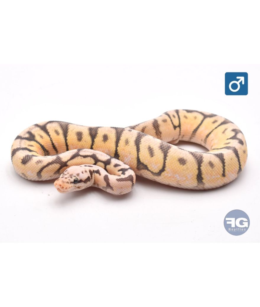Python regius Killer Bee Mâle 2025