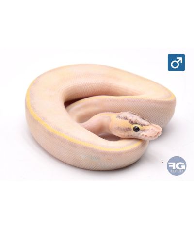 Python regius Enchi Ivory Mâle 2026