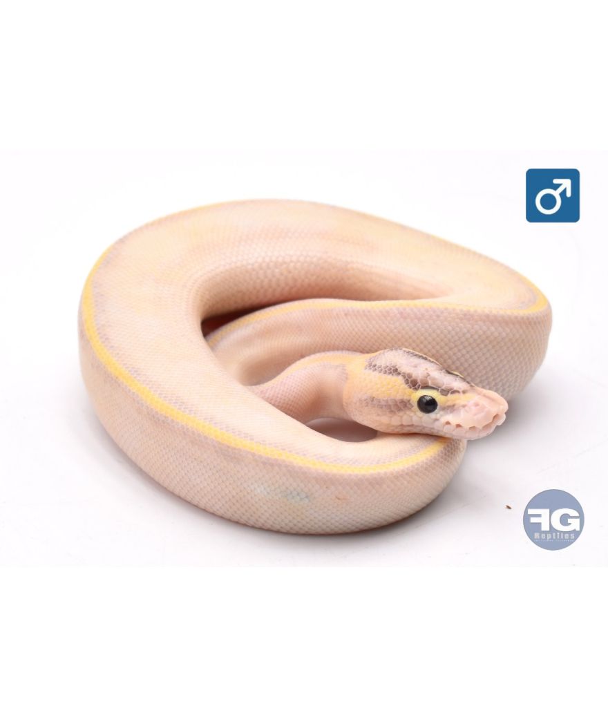 Python regius Enchi Ivory Mâle 2026