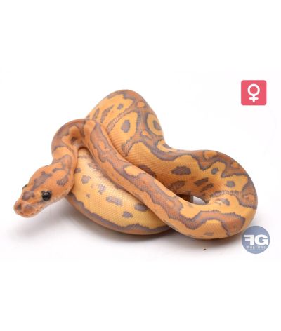 Python regius Clown Fire Hypo Femelle 2026
