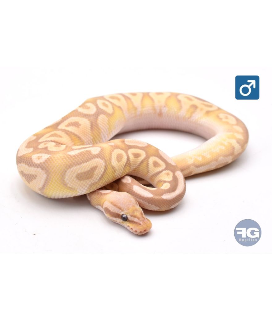 Python regius Banana Pastave Mâle 2025