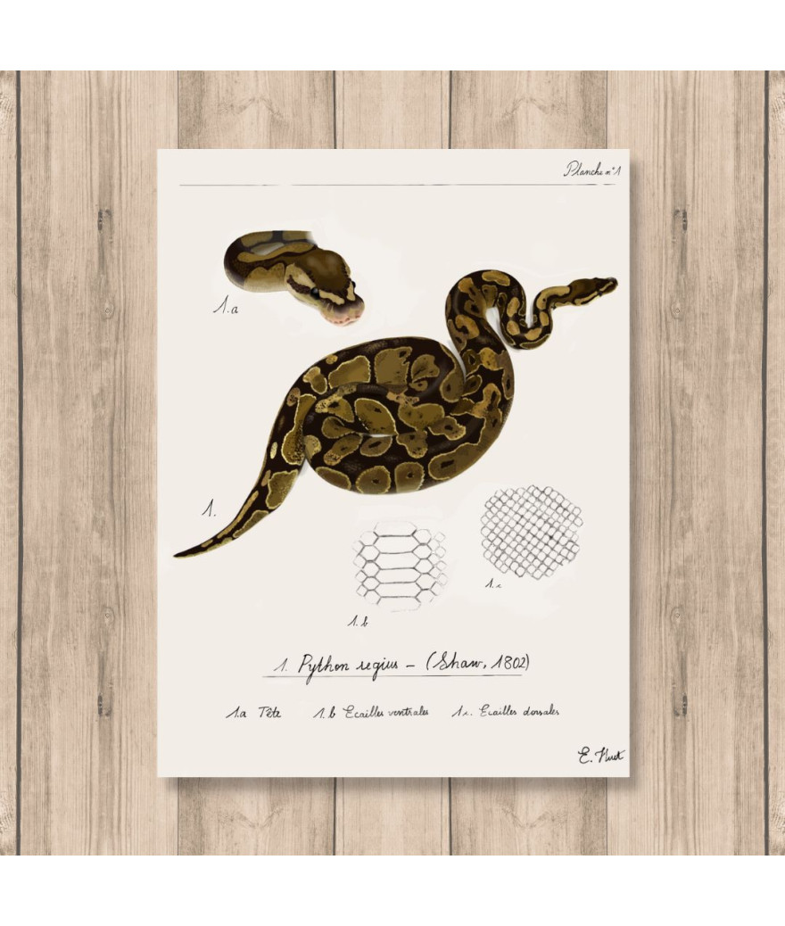 Affiche A2 Python Regius - FG Reptiles