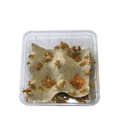Grillon boite Acheta Domestica