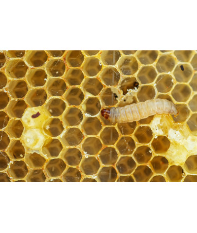 Teigne de ruche boite 30-40 pièces