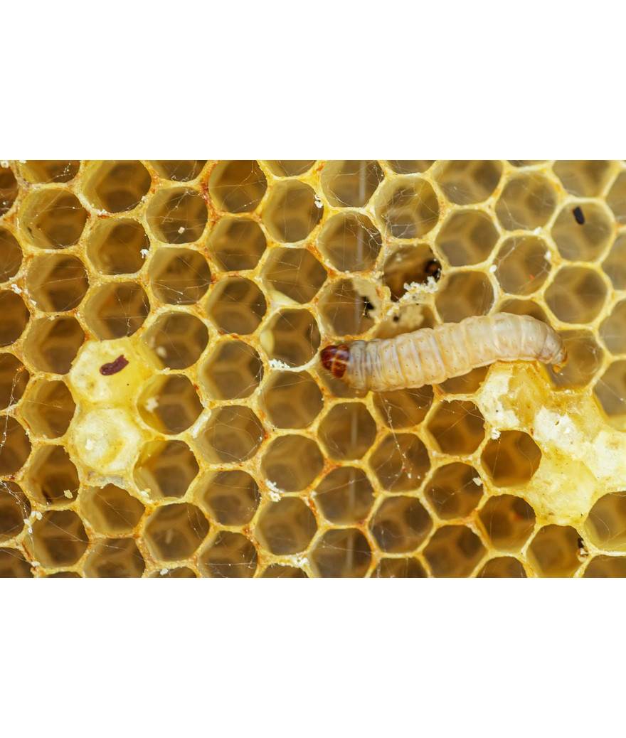 Teigne de ruche boite 30-40 pièces