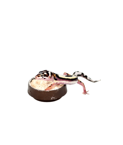 Mini gamelle pour reptiles - Habistat Calci Dish