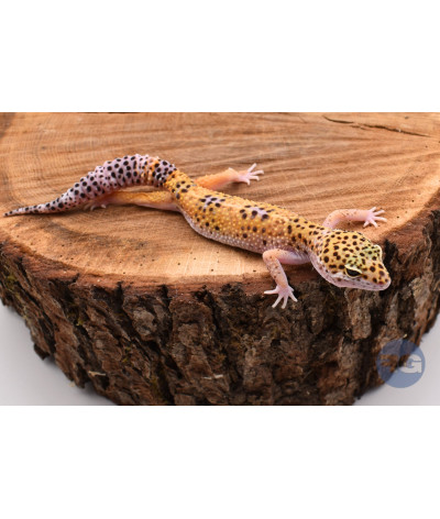 High Yellow Femelle Gecko léopard