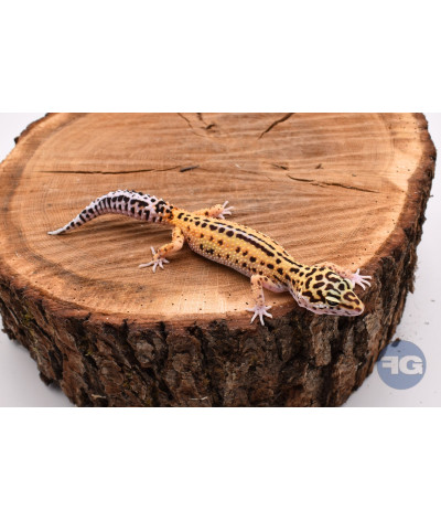 Red Stripe Femelle Gecko léopard