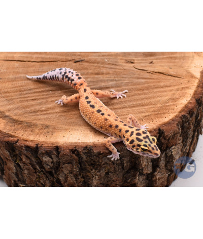 Tangerine Femelle Gecko léopard