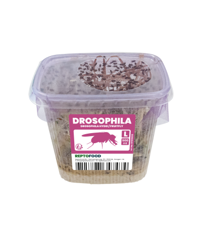 Drosophiles hydei 3mm - Pot 0,5L
