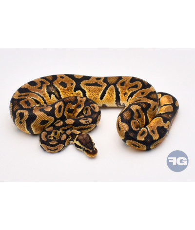 Pastel het Ultramel Mâle Python regius