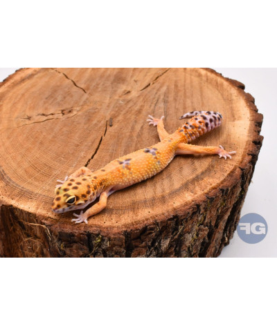 Tangerine Mâle Gecko léopard