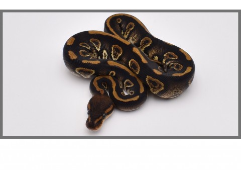 Python regius - Python royal Chocolate / Super Chocolate- FG Reptiles