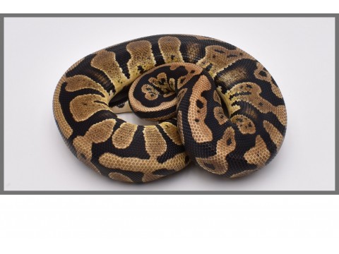 Python regius - Python royal Confusion et Acid - FG Reptiles