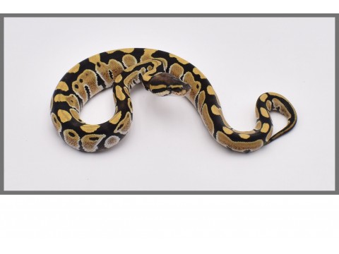 Python regius - Python royal Desert Ghost - FG Reptiles