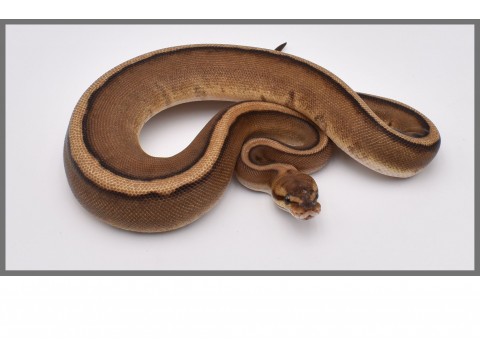 Python regius - Python royal Genetic Stripe - FG Reptiles