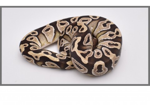 Python regius - Python royal Mojave / Super Mojave - FG Reptiles