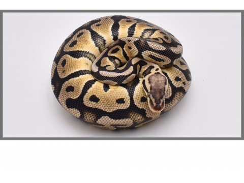 Python regius - Python royal Pastel / Super Pastel - FG Reptiles