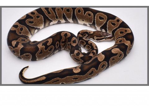 Python regius - Python royal Scaleless Head - FG Reptiles