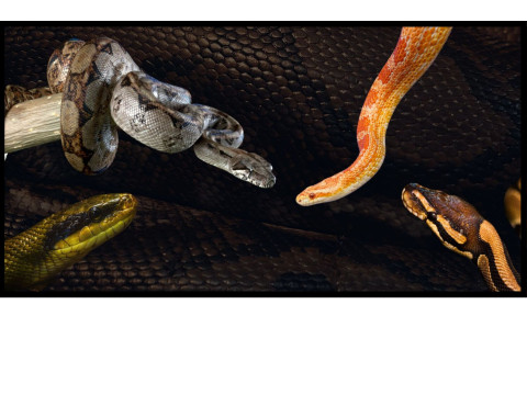 Vente en ligne de serpents nés en captivité, élevage serpents | FG Reptiles