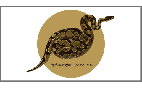 Collection Python regius
