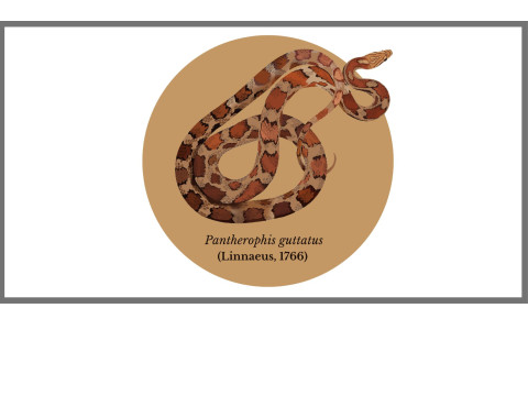 Collection Pantherophis guttatus, serpent des blés - FG Reptiles