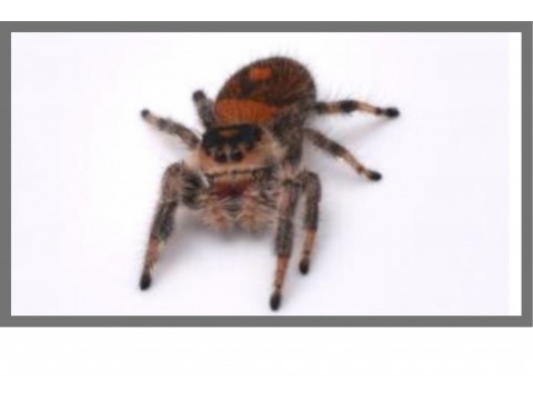 Vente en ligne d'araignées exotiques - FG Reptiles
