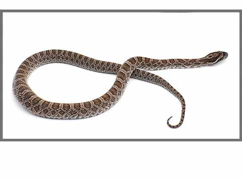 Autres Pantherophis