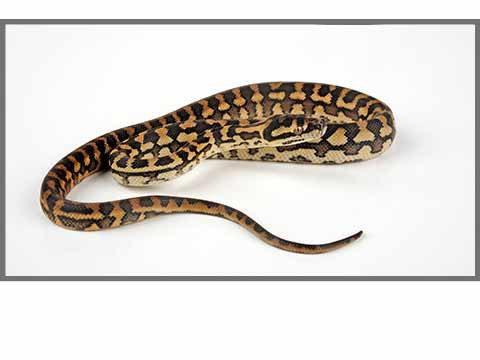 Morelia sp australiens : vente de Morelia spilota, bredli et carinata