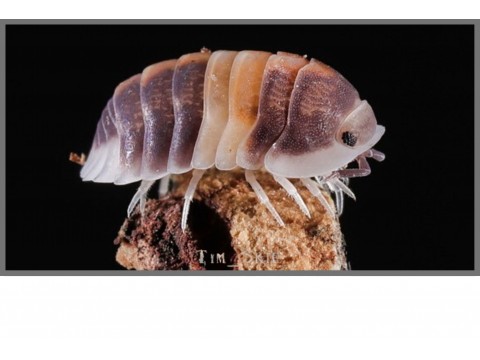Vente d'Isopodes exotiques, cloportes pour terrariums - FG Reptiles