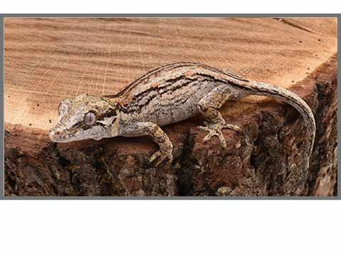 Gecko gargouille et autres Rhacodactylus