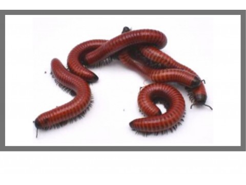 Vente en ligne d'Iules exotiques - FG Reptiles