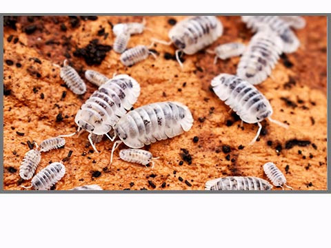 Autres espèces de cloportes d'élevage