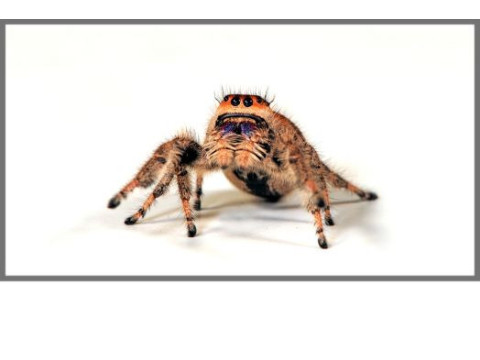 Phidippus