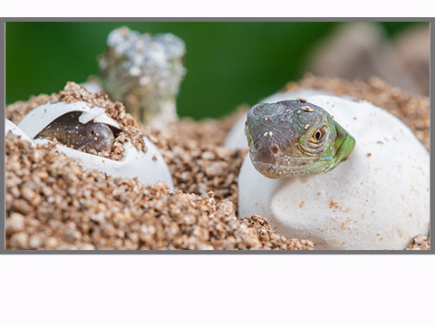 Incubation