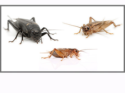 Vente de grillons vivants pour reptiles : domestiques, noirs, assimilis