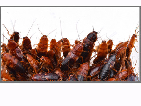 Blattes vivantes pour les reptiles : dubia ou red runner