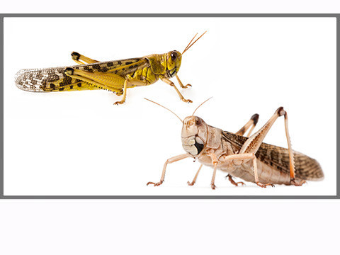 Criquets et sauterelles vivants pour reptiles, différentes tailles